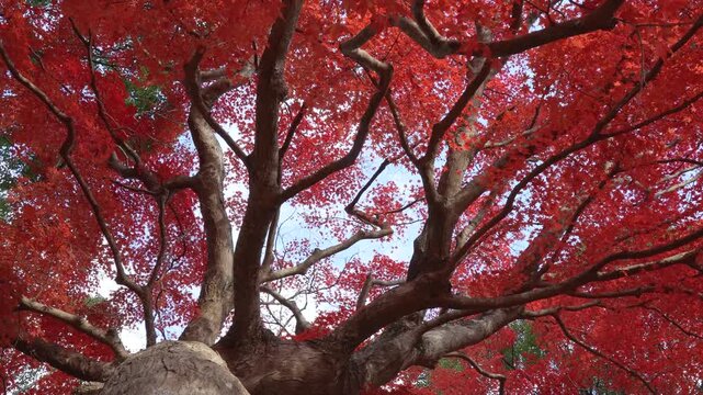 紅葉した大きなカエデの木の根本からドリー撮影した4K動画