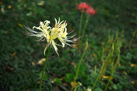 Close up of a beautiful pale yellow spider lily (Lycoris) in an autumn garden