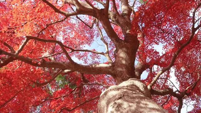 紅葉した大きなカエデの木の根本からドリー撮影した4K動画