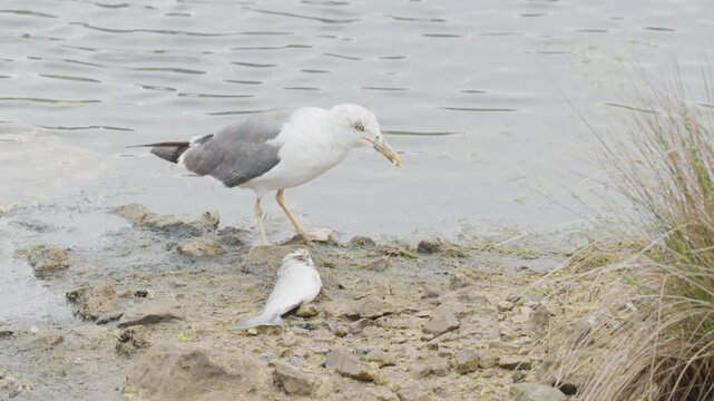 Wild seagull feeding on a dead fish on the shore