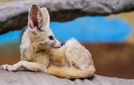 High-definition side close-up of a fennec fox (desert fox), with huge ears, soft fur, and bright eyes