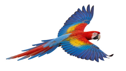Colorful scarlet macaw parrot in flight, isolated on transparent background © Aliona
