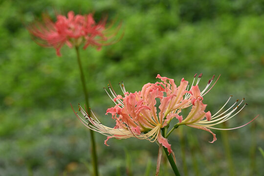 Close up of a delicate pink spider lily (Lycoris) blooming in autumn