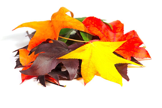 Bunte Bl&auml;tter vom Amerikanischen Amberbaum im Herbst