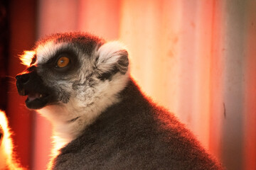 this is a close up of  a ring tailed lemur © susan flashman