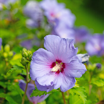 Violett bl&uuml;hender Hibiskus, Hibiscus, im Garten
