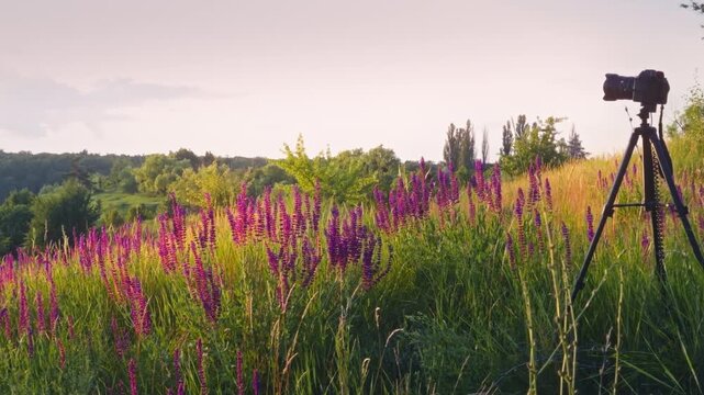 Mirrorless camera capturing a Holy Grail day-to-night timelapse on a riverbank with vibrant summer wildflowers in Ukraine
