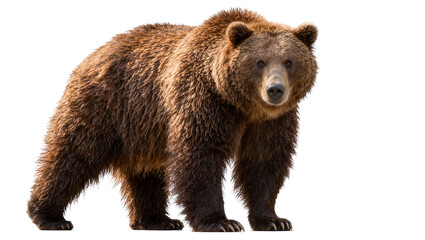 Massive brown grizzly bear standing, isolated on transparent background © Aliona