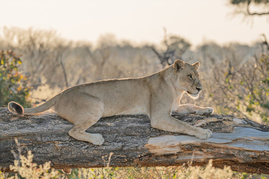 Lions backlit by sun on a low tree branch in the Okavango Delta