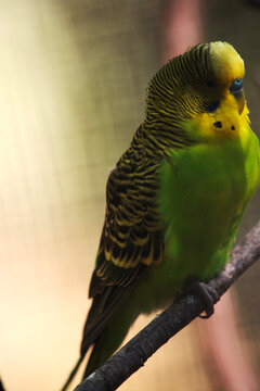 the parakeet makes the perfect pet