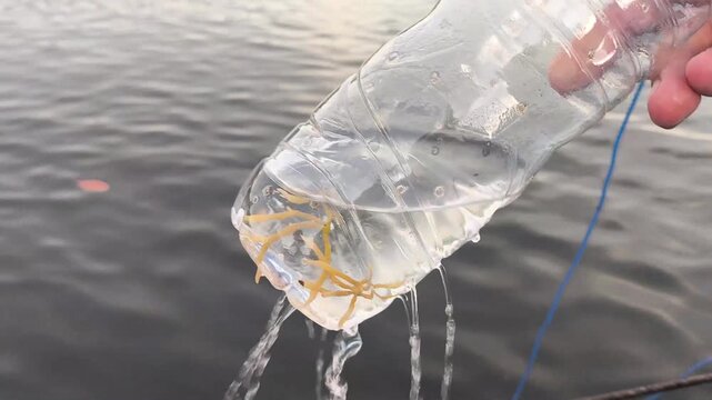 Tissue culture seaweed seedling sample in perforated bottle over ocean water, showing sustainable marine biotechnology and aquaculture research.