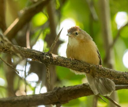 Tawny-bellied babbler, Dumetia hyperythra
