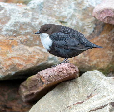 White-throated Dipper, Cinclus cinclus