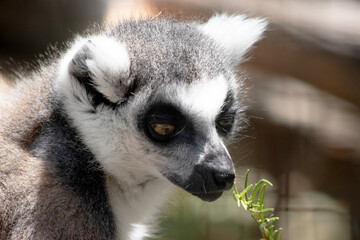 the ring tailed lemur is eating bush © susan flashman