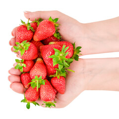 in female hands large ripe strawberry isolated on white background © Smit