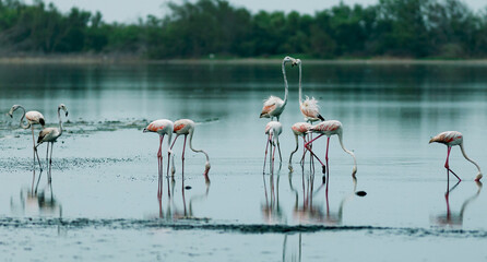 Greater Flamingos Standing Tall in Symmetrical Courtship Pose © Suleman