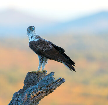 Bonelli's Eagle, Aquila fasciata