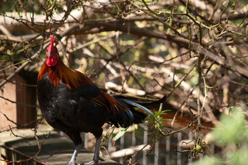 the rooster is on a fence © susan flashman