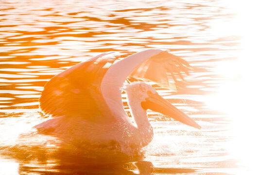 Dalmatian Pelican, Pelecanus crispus
