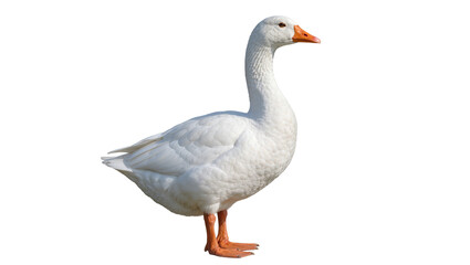 Majestic white goose with orange beak and feet, isolated on transparent background © Luca
