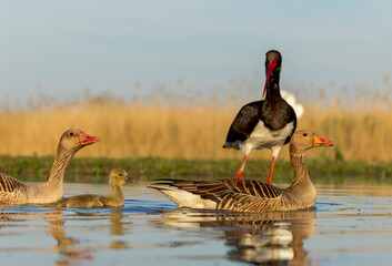Greylag Goose, Anser anser © Marc