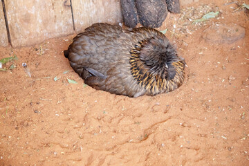 the silkie chicken is resting © susan flashman
