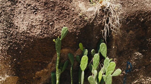 Green prickly pear cactus growing against rock wall
