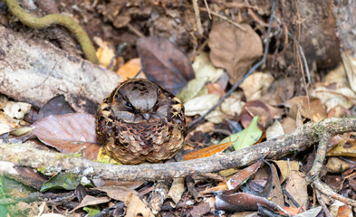 Collared Nightjar, Gactornis enarratus