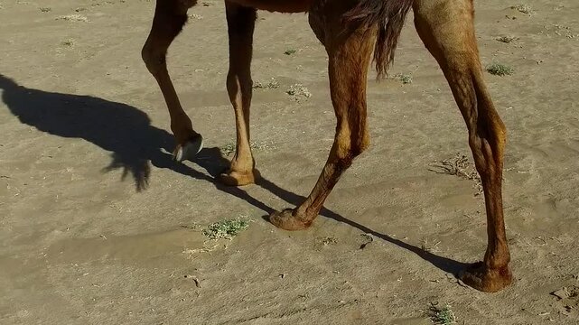 A professional stock footage featuring camel legs stride captured in high definition, perfect for commercial projects, travel documentaries, and background
