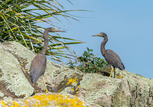 Pacific Reef Heron, Egretta sacra