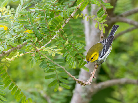 Black-throated Green Warbler, Setophaga virens