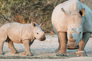 Baby White Rhino Standing Beside Protective Mother in African Landscape © Cynthia