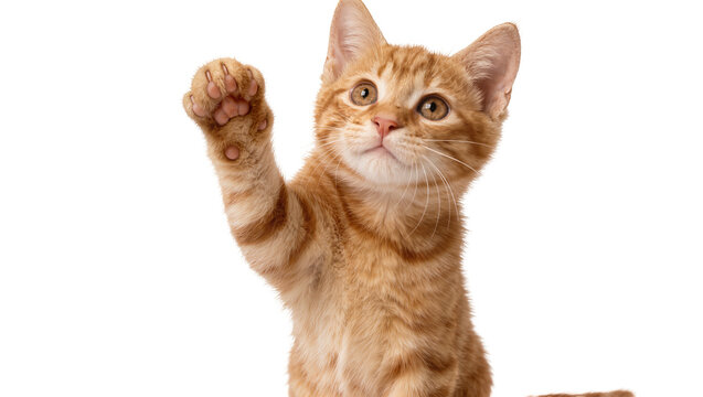 Ginger tabby kitten raising paw, isolated on transparent background