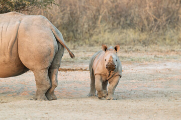 Baby White Rhino Standing Beside Protective Mother in African Landscape © Cynthia