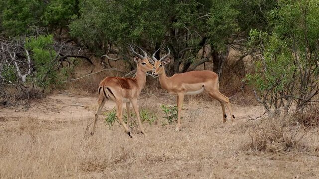 1 Young impala rams play fighting, locking horns.