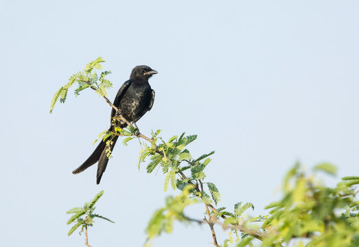 Black Drongo, Dicrurus macrocercus