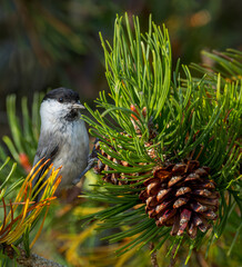 Willow Tit, Poecile montanus borealis © Marc