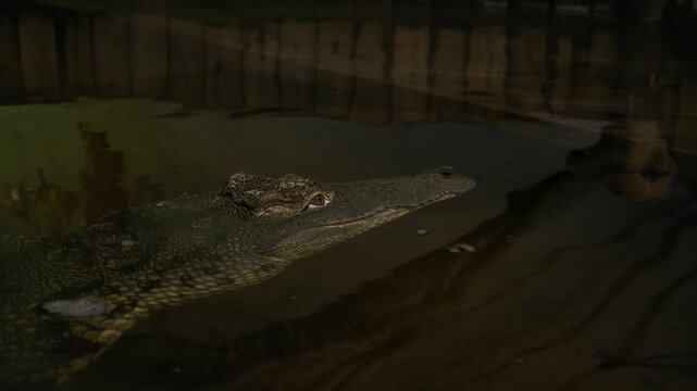 Large alligator swimming quietly under wooden dock in dark water pond at nighttime.