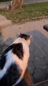 Animal behavior: a cat itches the snout on a wooden table, then perching on the bench