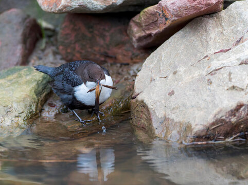 White-throated Dipper, Cinclus cinclus