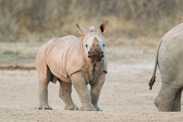 Baby White Rhino Standing Beside Protective Mother in African Landscape © Cynthia