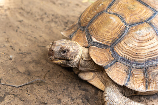 African spurred tortoise resting sandy ground detailed patterned shell rugged scales calm expression natural wildlife setting