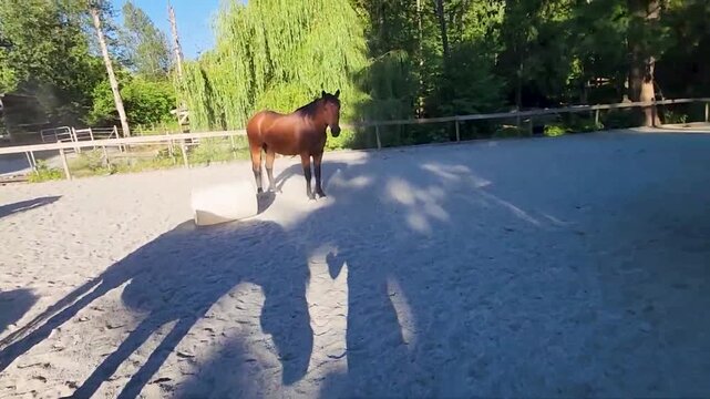 Beautiful horses relaxing in a sunny rural paddock