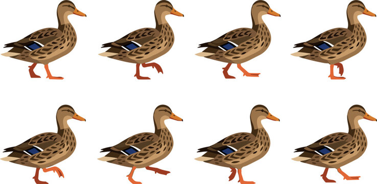 Mallard duck walking animation sprite sheet vector illustration set isolated on white background
