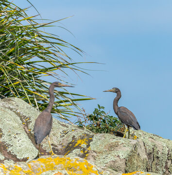 Pacific Reef Heron, Egretta sacra