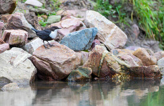 White-throated Dipper, Cinclus cinclus