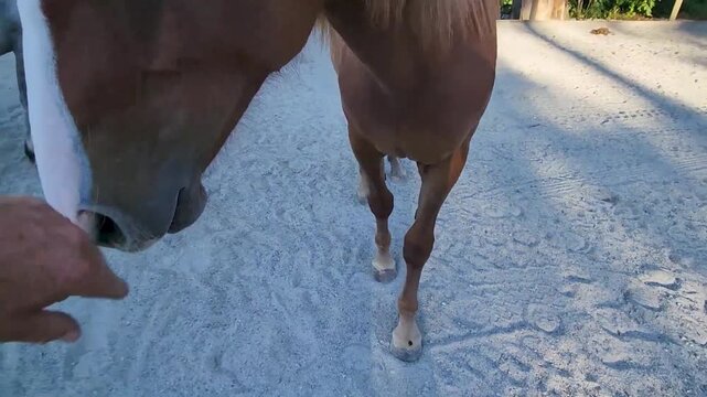 Two horses walking in a sandy outdoor farm paddock