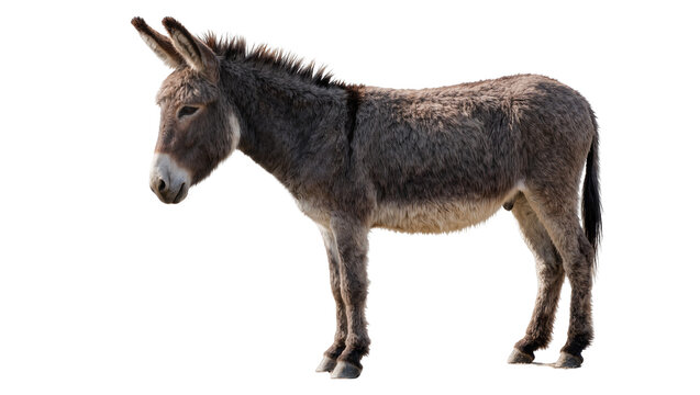 Gray donkey standing, isolated on transparent background