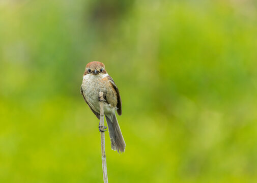 Bull-headed Shrike, Lanius bucephalus