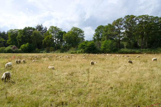 Flock of sheep named "De Belhamel&rdquo; of the breedGroot Heideschap grazing on het Grote Veld in Warnsveld.
